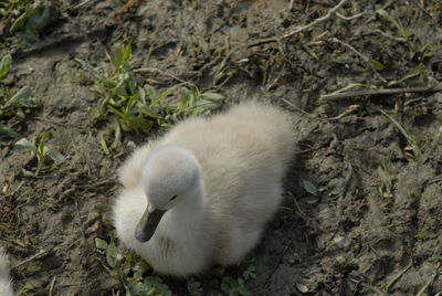 High angle view of ducklings on field