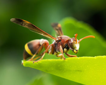 Close-up of insect on leaf