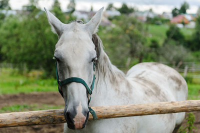 Horse in field