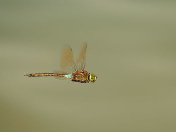 Side view of dragonfly flying outdoors