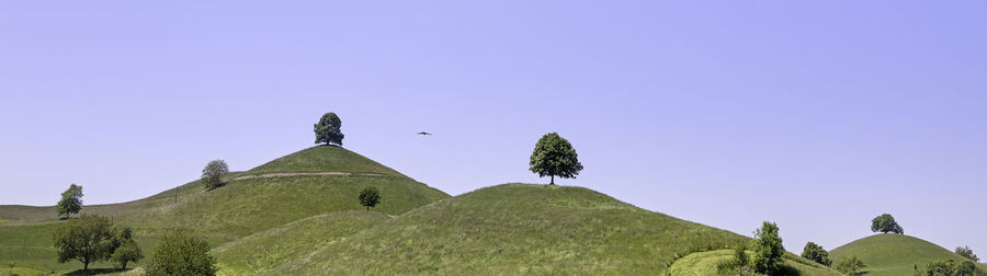 Low angle view of plants against clear sky