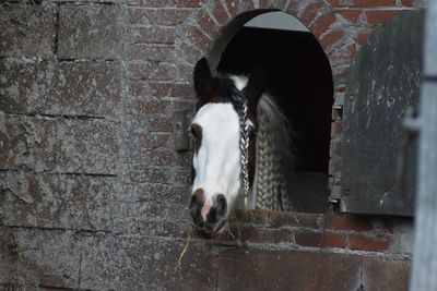 Close-up of horse