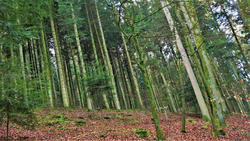 Trees growing in forest