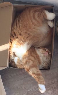 Close-up of cat in shoebox