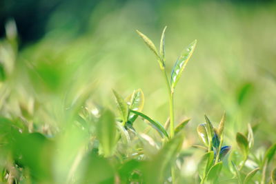 Close-up of fresh green plant in field