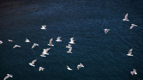 Flock of birds flying over sea