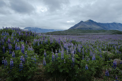 Scenic view of flowering plants on land against sky