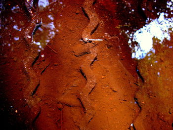 High angle view of insect on wet land