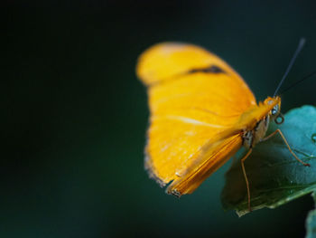 Close-up of butterfly pollinating on yellow flower