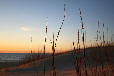 Scenic view of pussy willow against sea and sky