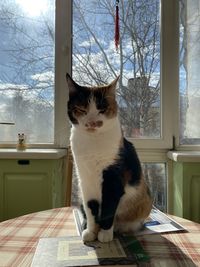 Cat sitting on window sill