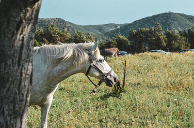 Horse in a field