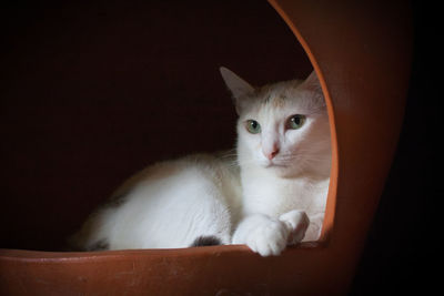 Close-up portrait of white cat