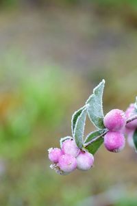 Close-up of pink flowering plant