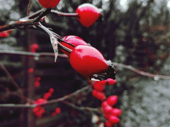 Close-up of red beetle on tree