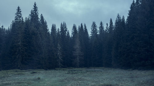 Pine trees in forest against sky