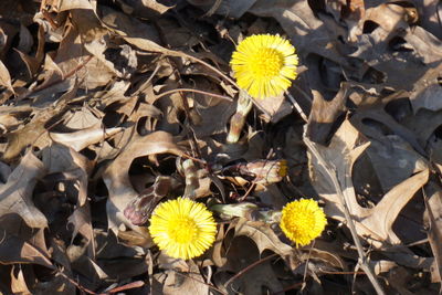 Close-up of yellow flower