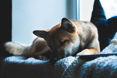 Close-up of a dog sleeping on bed