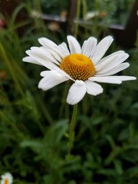 Close-up of flower blooming outdoors