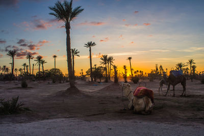 Camel siting on sand against sky during sunset