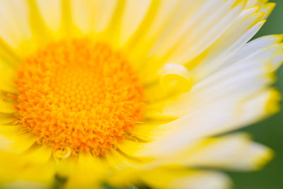 Close-up of yellow flower