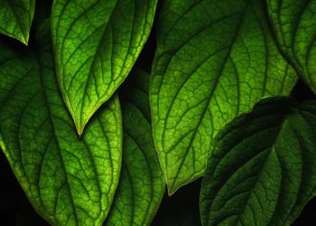 Full frame shot of leaves
