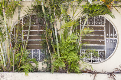 Palm trees by plants