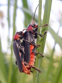 Close-up of insect on plant