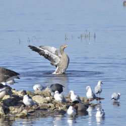 Birds in calm water