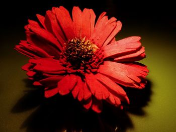 Close-up of red flower