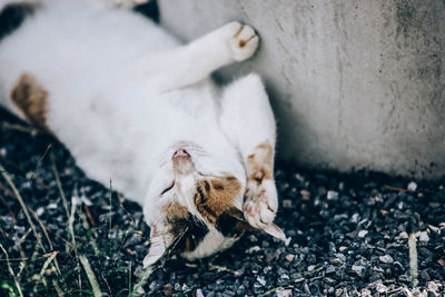 Cat lying on a field