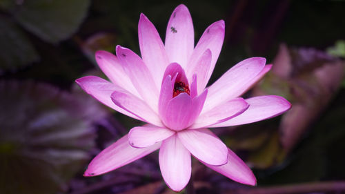 Close-up of pink flower