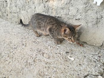 Close-up of cat lying down