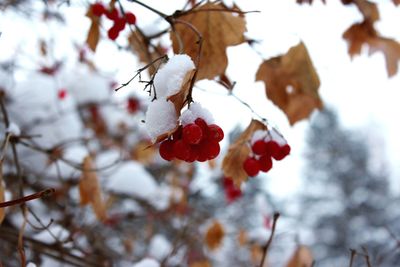 Close-up of fruits on tree