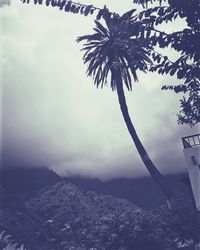 Close-up of palm tree against sky