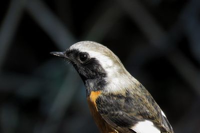 Close-up of bird perching outdoors