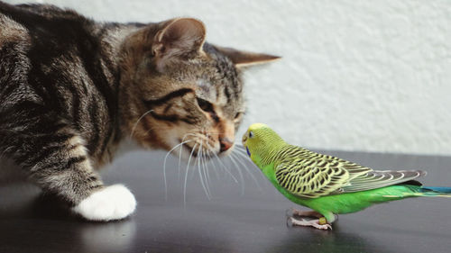 Close-up of cat and parakeet staring at each other.