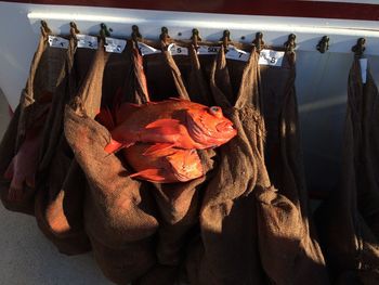 A bag full of fish from deep sea