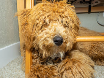 Close-up portrait of dog relaxing at home