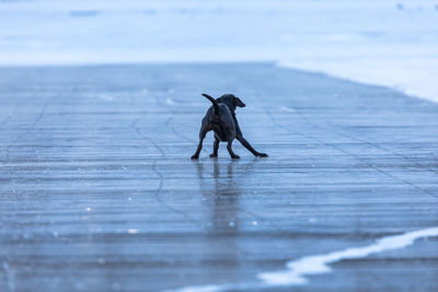 Full length of dog on frozen lake