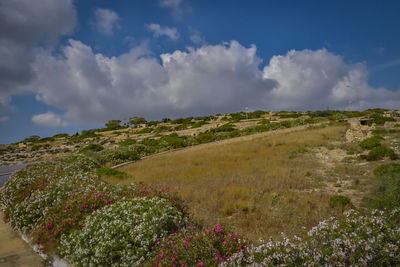 Low angle view of plants on field against sky