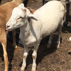 Close-up of sheep standing on field tongue sticking out