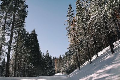 Trees against sky