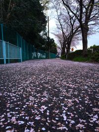 Road passing through trees