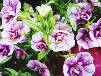 Close-up of pink flowering plants