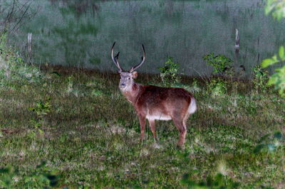 Deer standing in a forest