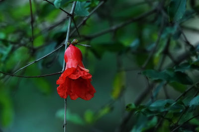 Close-up of red flower blooming on plant