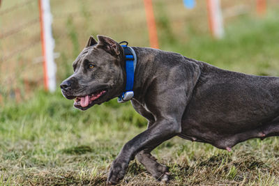 Close-up of dog on grassy field