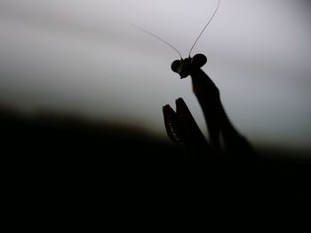 Close-up of hand holding silhouette against sky