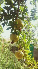 Low angle view of apples on tree